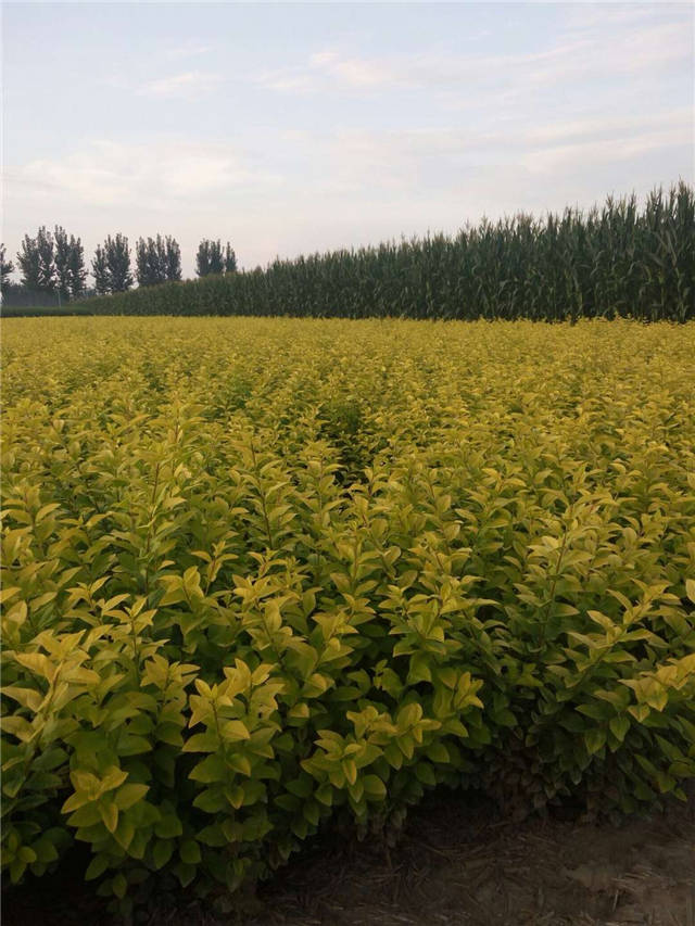 金葉女貞照片種植基地實(shí)拍