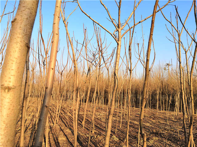 火炬樹照片種植基地實拍