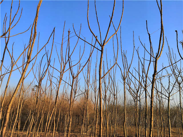 火炬樹照片種植基地實拍