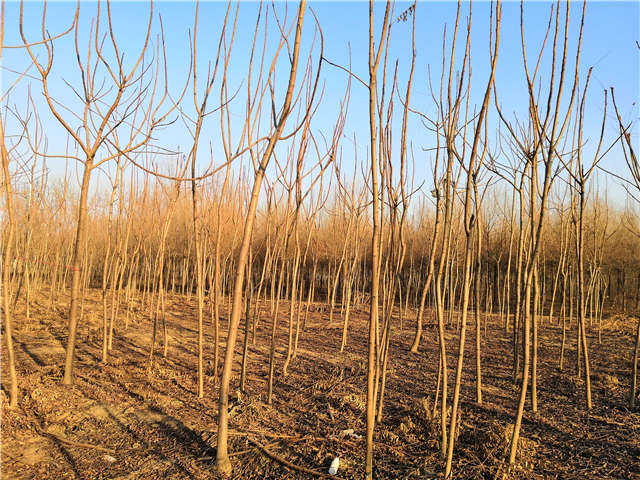 火炬樹照片種植基地實拍