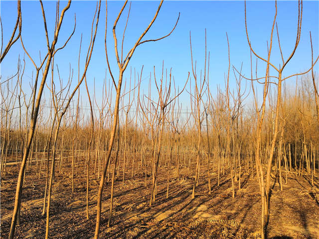 火炬樹照片種植基地實拍