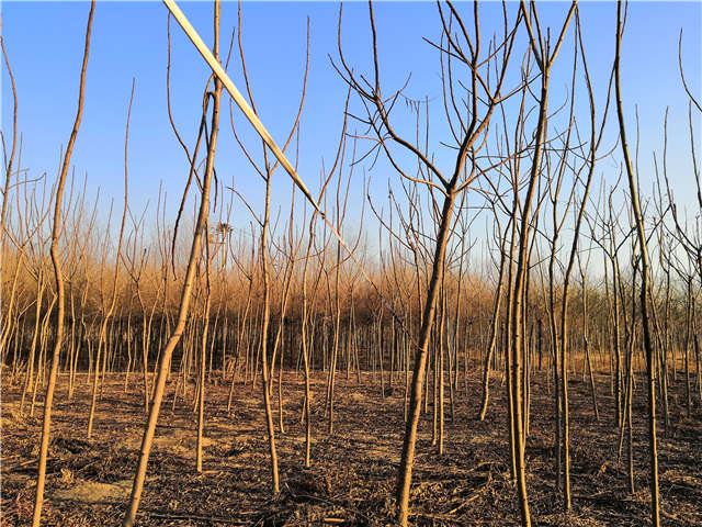 火炬樹照片種植基地實拍