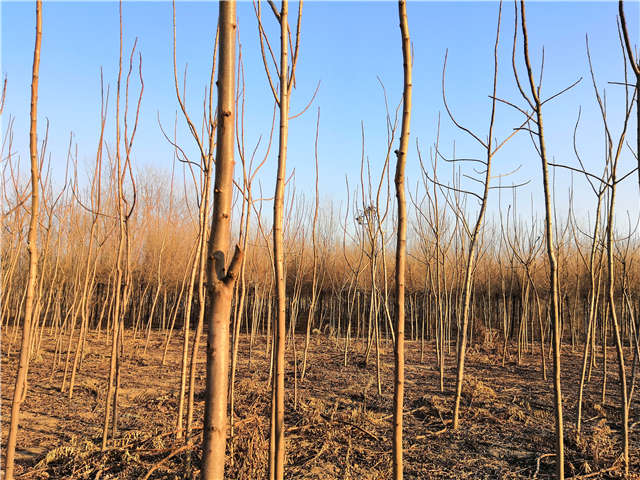 火炬樹照片種植基地實拍