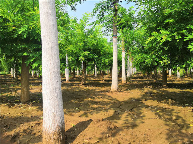 沭陽長景園林蝴蝶槐種植基地實拍圖片