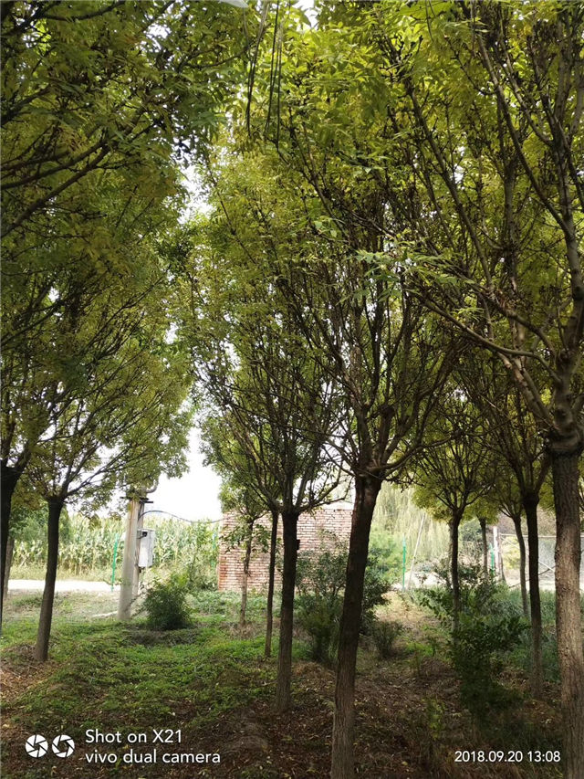 金枝白蠟照片種植基地實拍