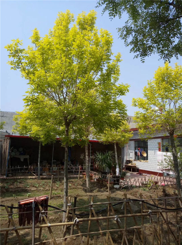 金枝白蠟照片種植基地實拍