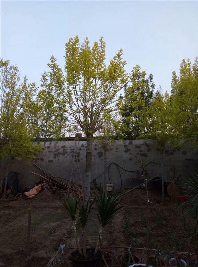 金枝白蠟照片種植基地實拍