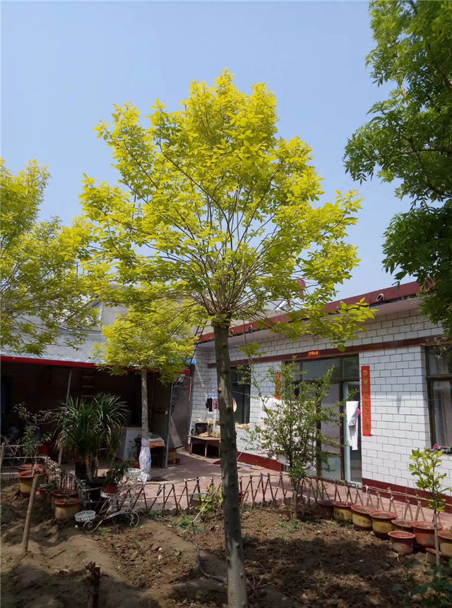 金枝白蠟照片種植基地實拍