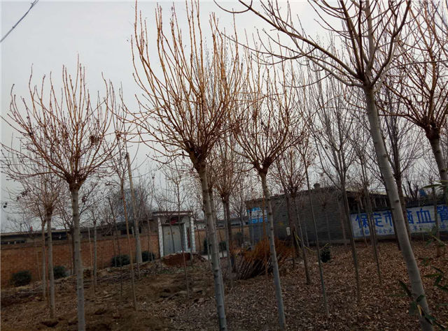 金枝白蠟照片種植基地實拍