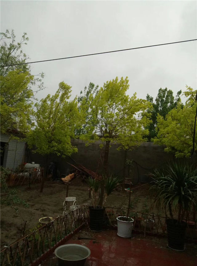 金枝白蠟照片種植基地實拍