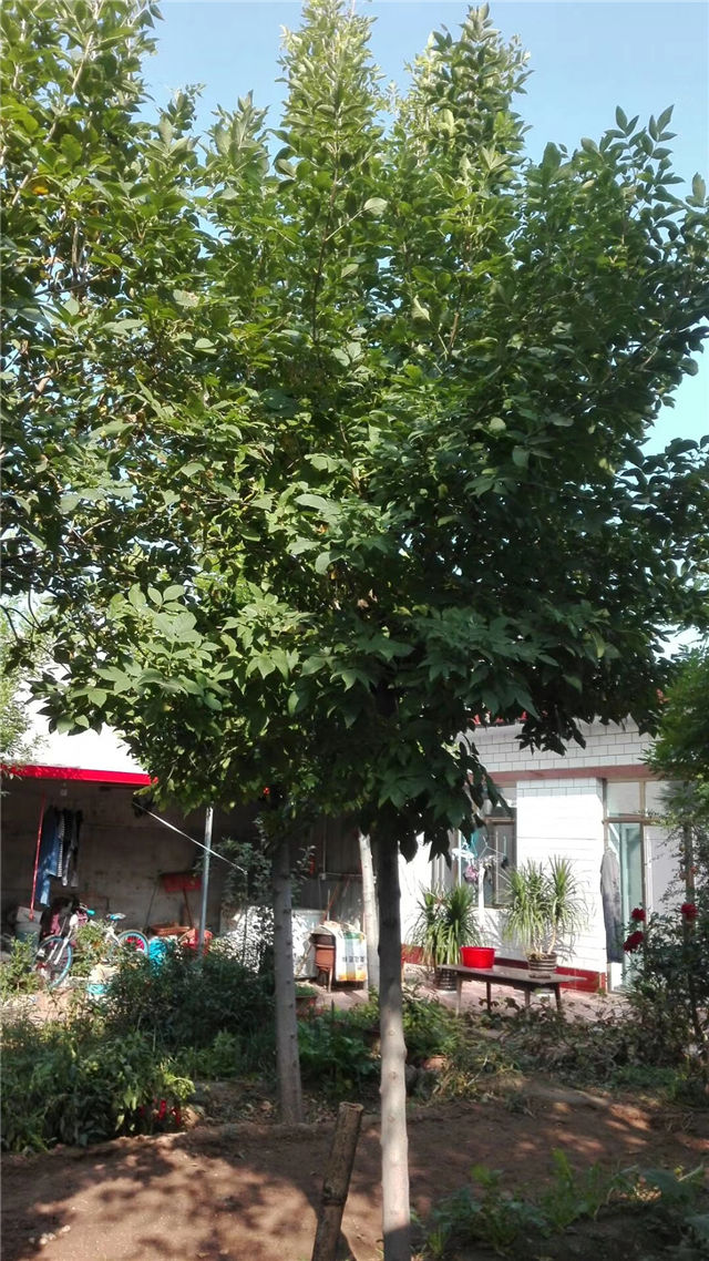 金枝白蠟照片種植基地實拍