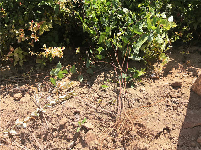 沭陽長景園林繡線菊種植基地實拍圖片