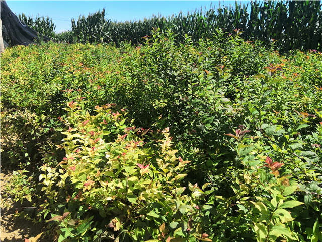 沭陽長景園林繡線菊種植基地實拍圖片