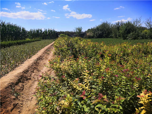 沭陽長景園林繡線菊種植基地實拍圖片