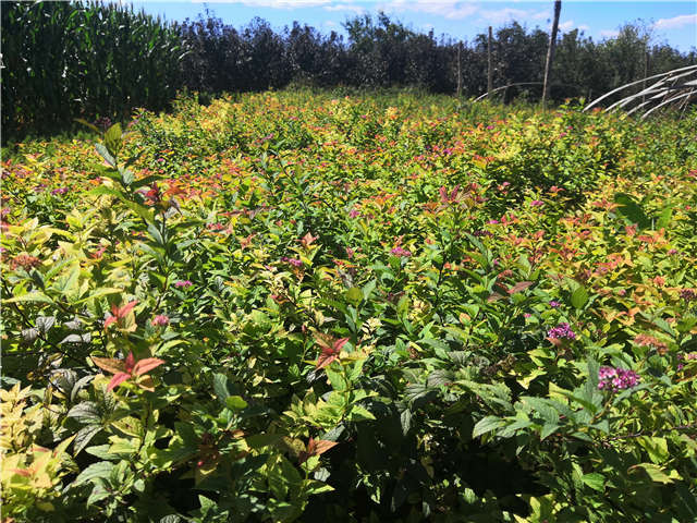沭陽長景園林繡線菊種植基地實拍圖片