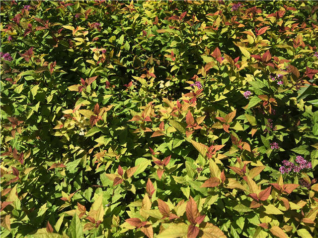 沭陽長景園林繡線菊種植基地實拍圖片