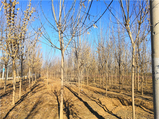 沭陽長景園林金葉復葉槭種植基地實拍圖片