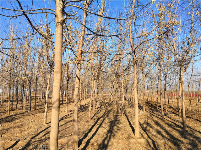 沭陽長景園林金葉復葉槭種植基地實拍圖片