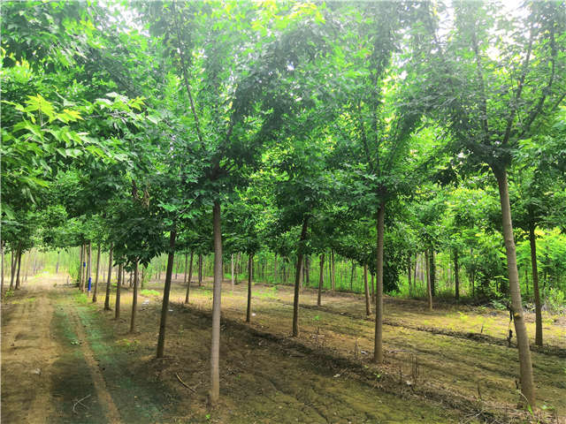 沭陽長景園林金葉復葉槭種植基地實拍圖片