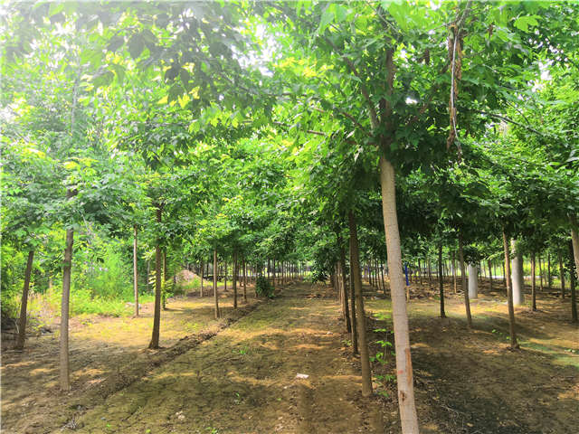 沭陽長景園林金葉復葉槭種植基地實拍圖片