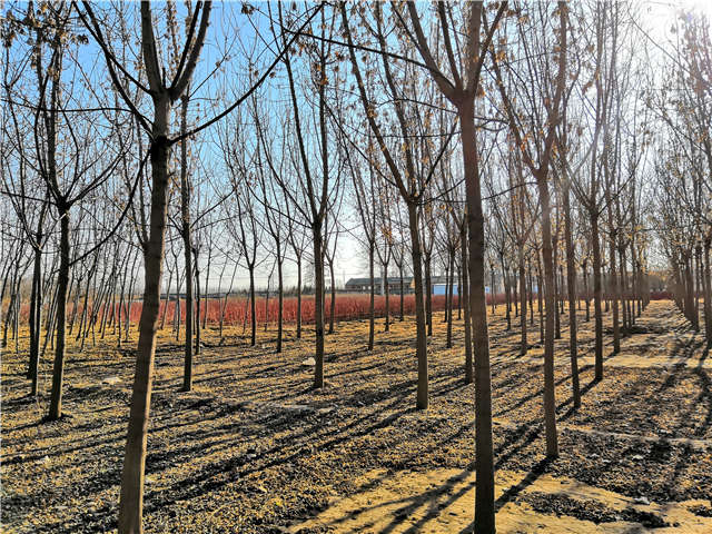 沭陽長景園林金葉復葉槭種植基地實拍圖片