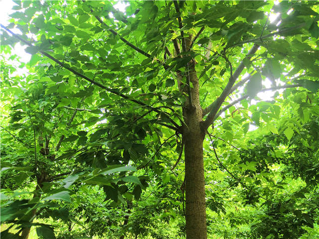 沭陽長景園林金葉復葉槭種植基地實拍圖片