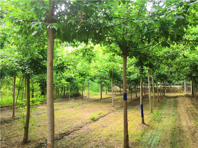 沭陽長景園林金葉復葉槭種植基地實拍圖片