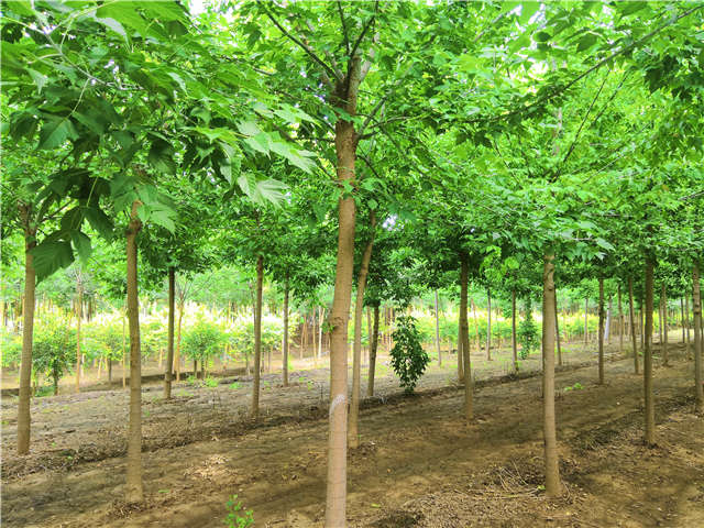 沭陽長景園林金葉復葉槭種植基地實拍圖片