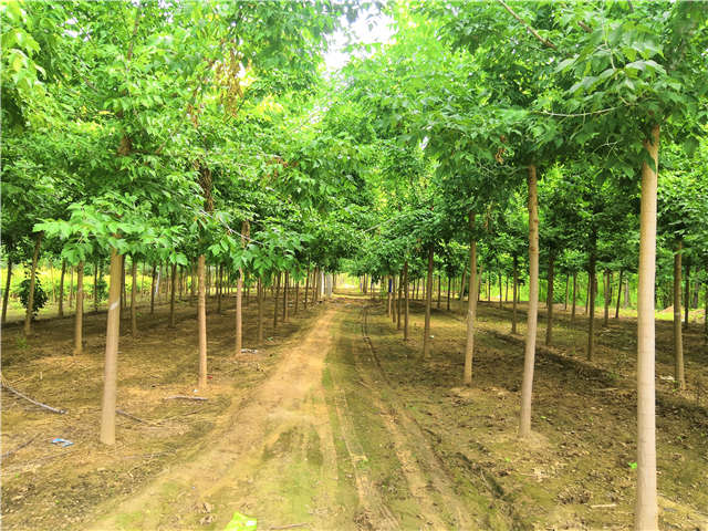 沭陽長景園林金葉復葉槭種植基地實拍圖片
