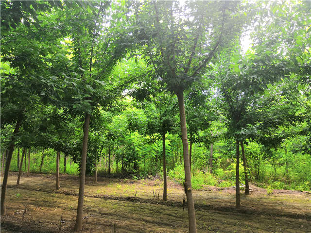 沭陽長景園林金葉復葉槭種植基地實拍圖片