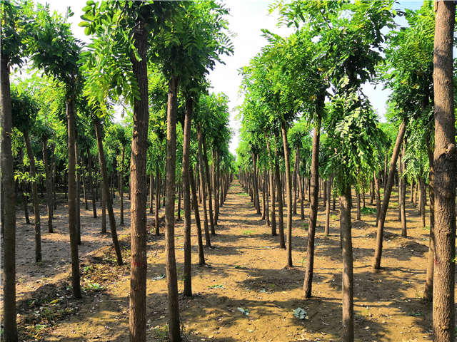 沭陽長景園林紅花刺槐種植基地實拍圖片