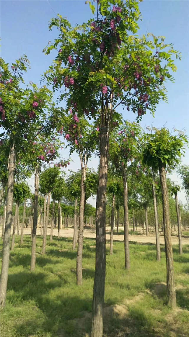 沭陽長景園林紅花刺槐種植基地實拍圖片