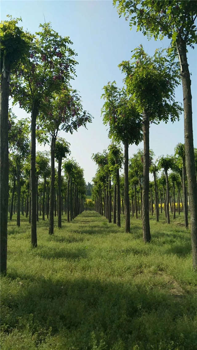 沭陽長景園林紅花刺槐種植基地實拍圖片