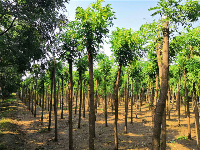 沭陽長景園林紅花刺槐種植基地實拍圖片