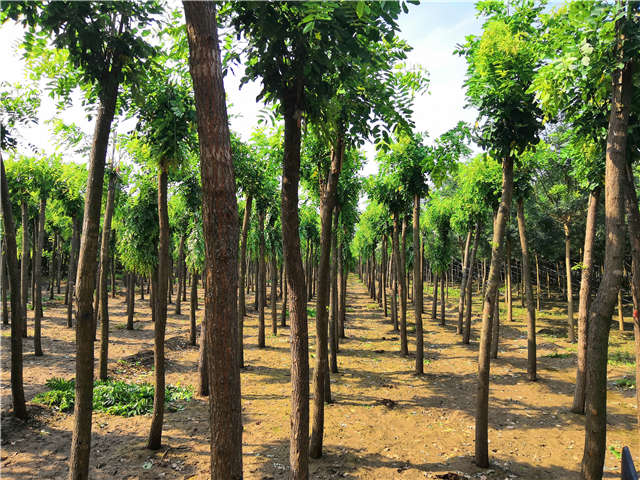 沭陽長景園林紅花刺槐種植基地實拍圖片