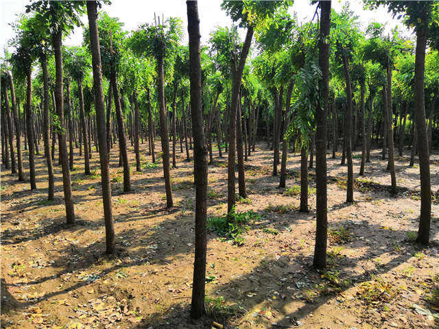沭陽長景園林紅花刺槐種植基地實拍圖片