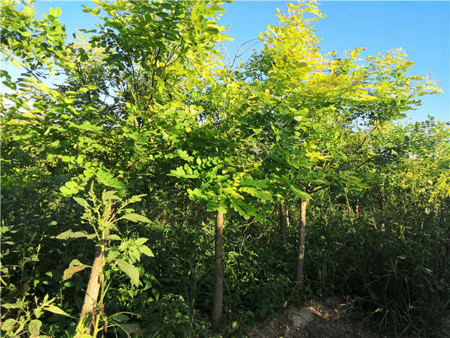 沭陽長景園林矮接金葉槐種植基地實拍圖片