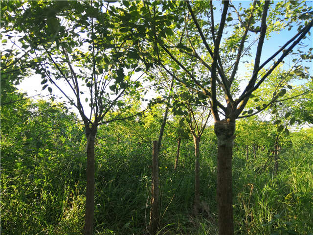 沭陽長景園林矮接金葉槐種植基地實拍圖片