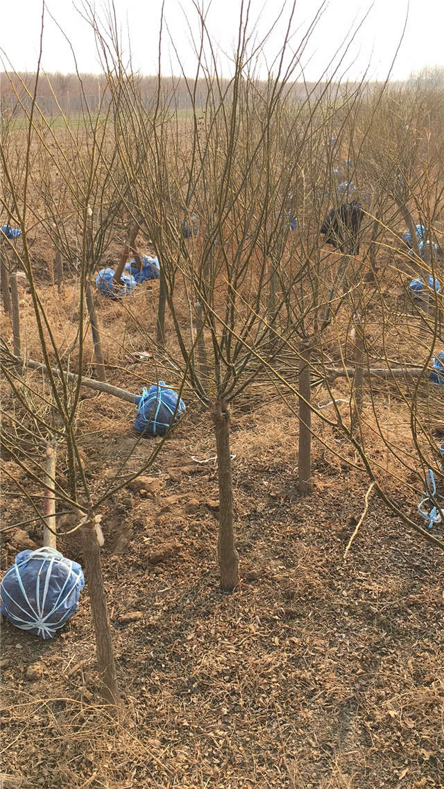 沭陽長景園林矮接金葉槐種植基地實拍圖片