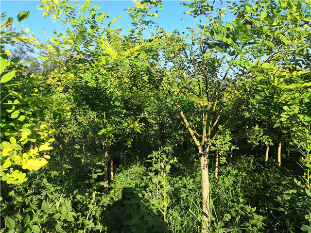 沭陽長景園林矮接金葉槐種植基地實拍圖片