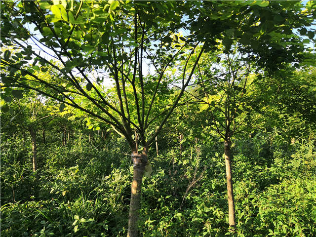 沭陽長景園林矮接金葉槐種植基地實拍圖片
