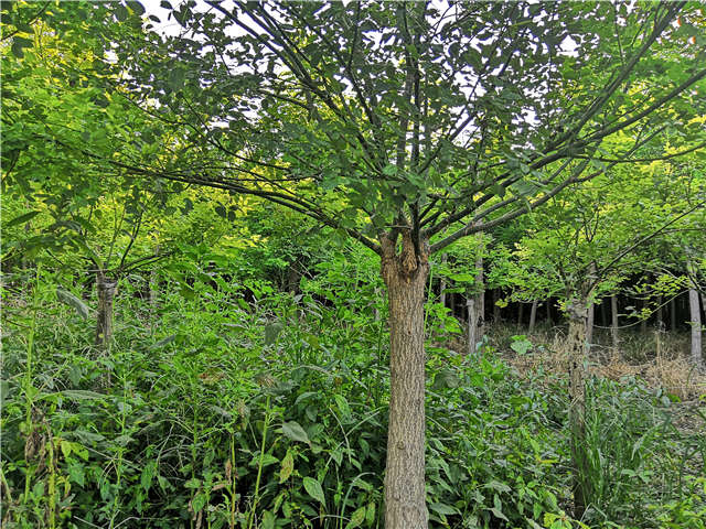 沭陽長景園林矮接金葉槐種植基地實拍圖片