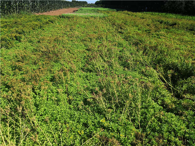 沭陽長景園林德國景天種植基地實拍圖片