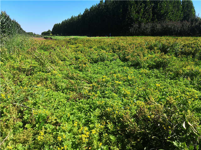沭陽長景園林德國景天種植基地實拍圖片