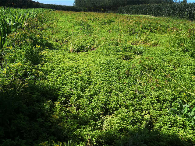 沭陽長景園林德國景天種植基地實拍圖片