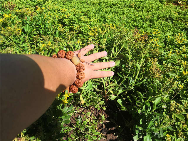 沭陽長景園林德國景天種植基地實拍圖片