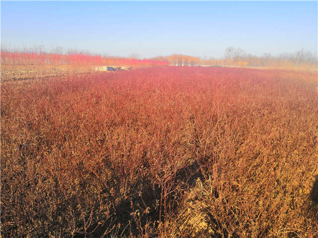 黃刺玫種植基地實拍
