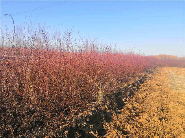 黃刺玫種植基地實拍