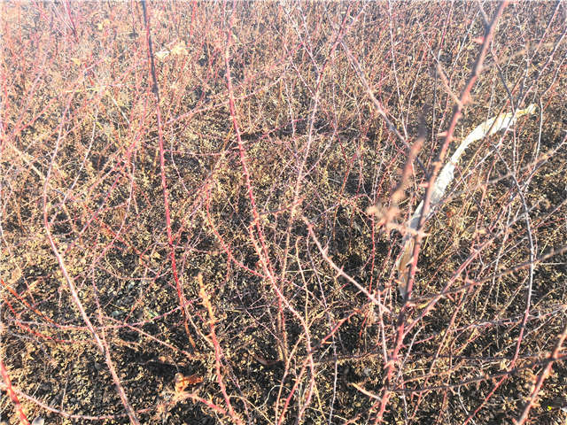 黃刺玫種植基地實拍