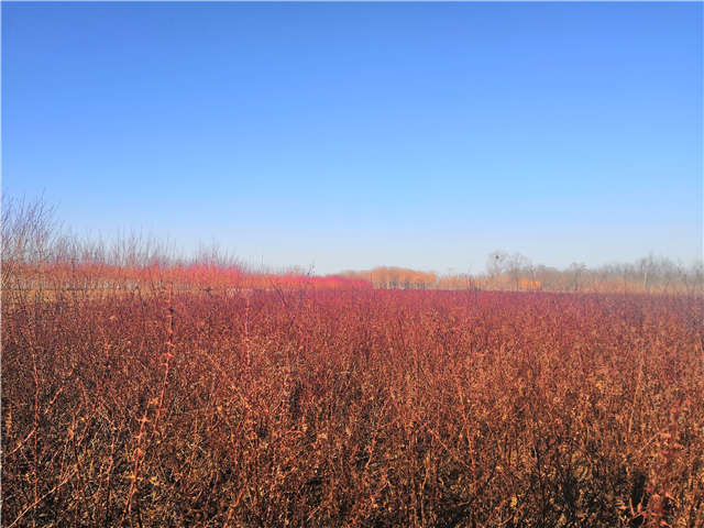 黃刺玫種植基地實拍